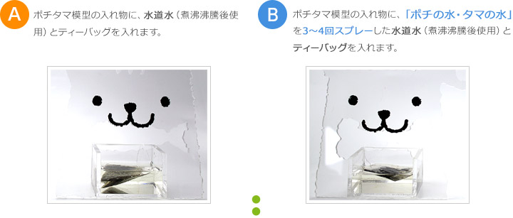 Aはポチタマ模型の入れ物に、水道水（煮沸沸騰後使用）
とティーバッグを入れます。Bはポチタマ模型の入れ物に、「ポチの水・タマの水」を3～4回スプレーした水道水（煮沸沸騰後使用）とティーバッグを入れます。